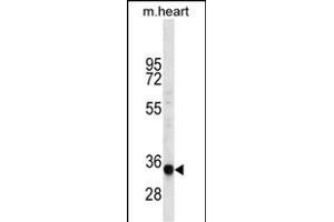 LIX1L Antibody (Center) (ABIN656531 and ABIN2845797) western blot analysis in mouse heart tissue lysates (35 μg/lane).