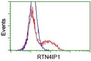 HEK293T cells transfected with either RC202957 overexpress plasmid (Red) or empty vector control plasmid (Blue) were immunostained by anti-RTN4IP1 antibody (ABIN2454318), and then analyzed by flow cytometry. (RTN4IP1 antibody)