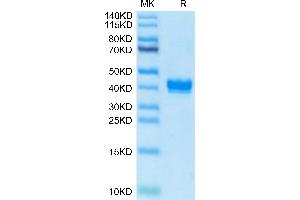 Apelin Protein (APLN) (AA 23-77) (Fc-Avi Tag,Biotin)