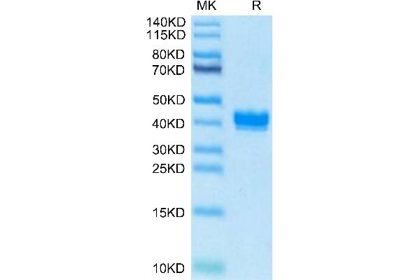 Apelin Protein (APLN) (AA 23-77) (Fc-Avi Tag,Biotin)