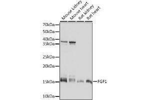 Western blot analysis of extracts of various cell lines, using FGF1 Rabbit mAb (ABIN7267182) at 1:1000 dilution. (FGF1 antibody)