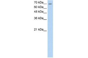 WB Suggested Anti-LSR Antibody Titration:  0. (LSR antibody  (C-Term))