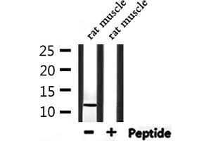 Western blot analysis of extracts from rat muscle, using Parvalbumin Antibody. (PVALB antibody  (C-Term))