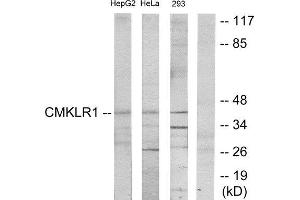 Western Blotting (WB) image for anti-Chemokine-Like Receptor 1 (CMKLR1) (Internal Region) antibody (ABIN1850277) (CMKLR1 antibody  (Internal Region))
