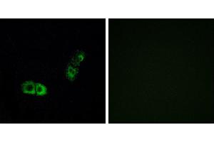 Peptide - +Western blot analysis of extracts from HUVEC cells, using BRS3 antibody.