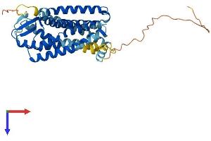 Angiotensin II Receptor, Type 1b (AGTR1B) (AA 1-359) protein (His tag)