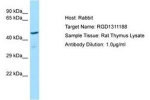 Image no. 1 for anti-Similar To 1500031N24Rik Protein (RGD1311188) (AA 51-100) antibody (ABIN6749861) (RGD1311188 antibody  (AA 51-100))
