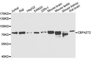 Western blot analysis of extracts of various cell lines, using CBFA2T2 antibody. (CBFA2T2 antibody  (AA 325-604))
