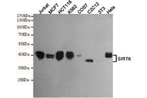 Western blot testing of human Jurkat, MCF7, HCT116, K562, monkey COS7, mouse C2C12, mouse NIH3T3 and human HeLa cell lysates using SIRT6 antibody at 1:500. (SIRT6 antibody)