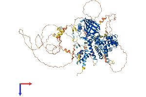 AlphaFold protein structure predicition of Mouse Recombinant Dlc1 Protein, UniprotID Q9R0Z9 (DLC1 Protein (AA 1-1092) (His tag))