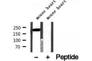 Western blot analysis of extracts of mouse heart tissue, using MYH7-specific antibody. (MYH7 antibody  (C-Term))
