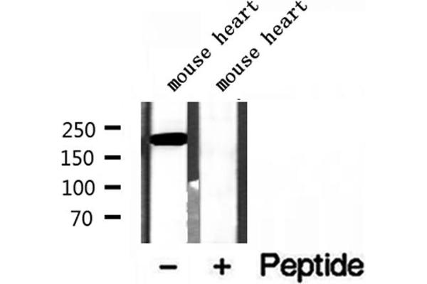MYH7 antibody  (C-Term)