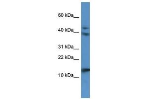 Western Blot showing RETNLB antibody used at a concentration of 1. (RETNLB antibody  (N-Term))