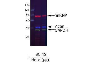 Western Blotting (WB) image for Donkey anti-Goat IgG (Heavy & Light Chain) antibody (DyLight 680) - Preadsorbed (ABIN7446336)