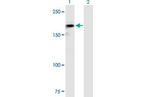 Western Blot analysis of ROBO2 expression in transfected 293T cell line by ROBO2 MaxPab polyclonal antibody. (ROBO2 antibody  (AA 1-1378))