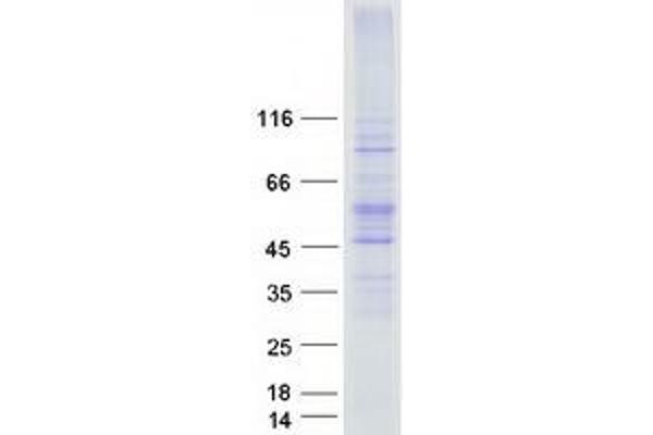 AQP3 Protein (Myc-DYKDDDDK Tag)