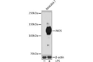 Western blot analysis of extracts of R. (NOS2 antibody)
