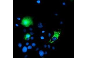 Anti-CHCHD5 mouse monoclonal antibody (ABIN2454226) immunofluorescent staining of COS7 cells transiently transfected by pCMV6-ENTRY CHCHD5 (RC202606). (CHCHD5 antibody  (AA 1-110))