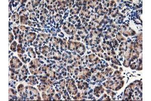 Immunohistochemical staining of paraffin-embedded Human pancreas tissue using anti-HMOX2 mouse monoclonal antibody.