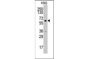 Western blot analysis of anti-CCNA2(N-term) Pab in HL60 cell line lysates (35ug/lane). (Cyclin A antibody  (N-Term))