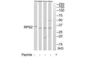 Western blot analysis of extracts from HeLa cells, A549 cells, COLO205 cells and NIH-3T3 cells, using RPS2 antibody.