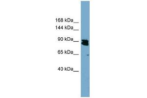 WB Suggested Anti-KIAA0317 Antibody Titration:  0.