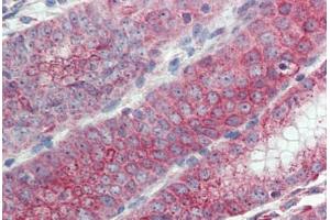 Anti-EMB antibody  ABIN960770 IHC staining of human stomach. (Embigin antibody  (C-Term))