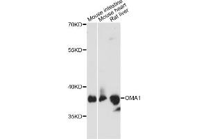 Western blot analysis of extracts of various cell lines, using OMA1 antibody (ABIN6294095) at 1:3000 dilution. (OMA1 antibody)