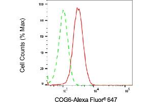 Flow cytometric analysis of COG6 expression in HT- cells using COG6 antibody (ABIN7798144), 1:2,000). (COG6 antibody)