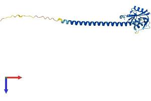 C-Type Lectin Domain Family 1, Member B (CLEC1B) (AA 1-229) protein (His tag)