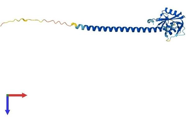 C-Type Lectin Domain Family 1, Member B (CLEC1B) (AA 1-229) protein (His tag)