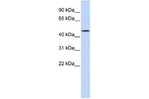 WB Suggested Anti-HNF4A Antibody Titration:  0. (HNF4A antibody  (Middle Region))