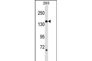 ARHGEF18 Antibody (N-term) (ABIN1539649 and ABIN2849423) western blot analysis in 293 cell line lysates (35 μg/lane).