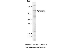 Image no. 1 for anti-Jumonji, AT Rich Interactive Domain 2 (JARID2) (AA 1-100), (N-Term) antibody (ABIN363525) (JARID2 antibody  (N-Term))