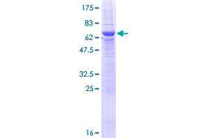 Leucine Rich Repeat Containing 55 (LRRC55) (AA 1-341) protein (GST tag)