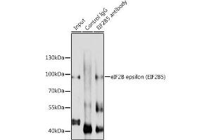 Immunoprecipitation analysis of 200 μg extracts of A-549 cells using 3 μg eIF2B epsilon (eIF2B epsilon (EIF2B5)) antibody ( ABIN6130359, ABIN6140041, ABIN6140042 and ABIN6214448).