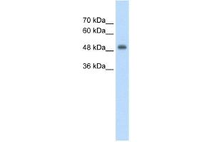 WB Suggested Anti-CUEDC1 Antibody Titration:  2. (CUEDC1 antibody  (Middle Region))