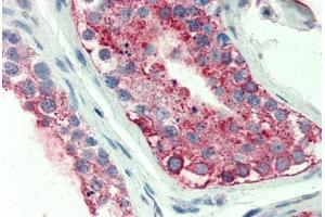 Anti-GPR18 antibody  ABIN1048765 IHC staining of human testis. (GPR18 antibody  (Extracellular Domain))