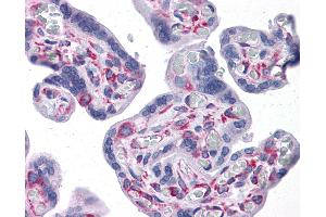 Anti-GNPDA1 antibody IHC of human placenta. (GNPDA1 antibody  (C-Term))