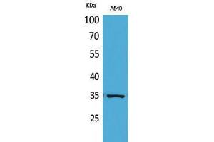 Western Blot (WB) analysis of A549 cells using Acetyl-Ref-1 (K6) Polyclonal Antibody.