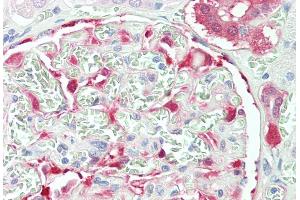 ABIN5929285 (5 µg/ml) staining of paraffin embedded Human Kidney. (NQO1 antibody)