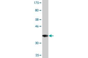 Western Blot detection against Immunogen (36. (COG3 antibody  (AA 25-124))