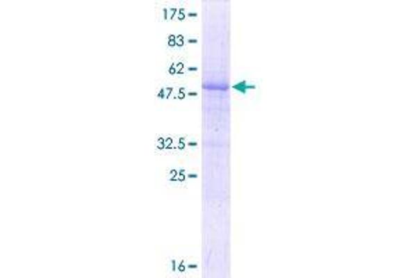 RNF115 Protein (AA 1-304) (GST tag)