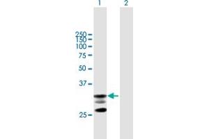 Western Blot analysis of ICAM4 expression in transfected 293T cell line by ICAM4 MaxPab polyclonal antibody.