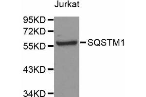 Western blot analysis of extracts of Jurkat cells, using SQSTM1 antibody (ABIN5998954) at 1/1000 dilution. (SQSTM1 antibody)