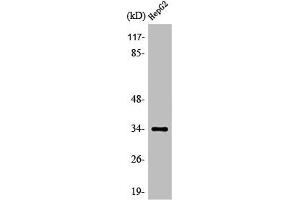 Western Blot analysis of HeLa cells using Olfactory receptor 52E4 Polyclonal Antibody (OR52E4 antibody  (Internal Region))