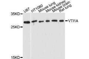 Western blot analysis of extract of various cells, using VTI1A antibody. (VTI1A antibody)
