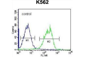 Flow cytometric analysis of K562 cells using HLA-DQA1 Antibody (Center) Cat. (HLA-DQA1 antibody  (Middle Region))