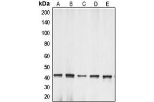 Western blot analysis of Gamma-actin-1 expression in HeLa (A), Raw264. (gamma-Actin-1 (C-Term) antibody)