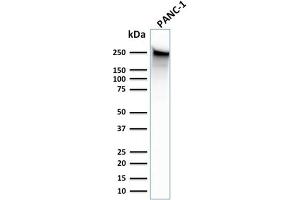 Western Blot Analysis of human PANC-1 cell lysate using Spectrin beta III Monoclonal Antibody (SPTBN2/1583). (Spectrin, Beta, Non-erythrocytic 2 (SPTBN2) (AA 356-475) antibody)